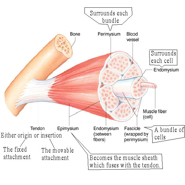muscle_structure